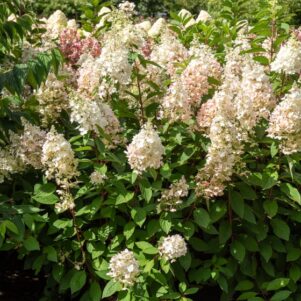 Hydrangea Paniculata Candlelight - Arbuste terre de bruyère - Pépinière Ferriere Fleurs