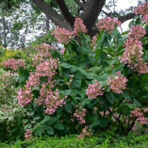 Hydrangea Paniculata Pink Diamond - Arbuste terre de bruyère - Pépinière Ferriere Fleurs