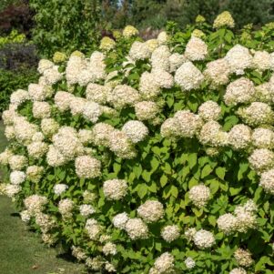 Hydrangea Paniculata Silver Dollar - Arbuste terre de bruyère - Pépinière Ferriere Fleurs