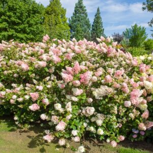 Hydrangea Paniculata Sundae Fraise Rensun - Arbuste terre de bruyère - Pépinière Ferriere Fleurs