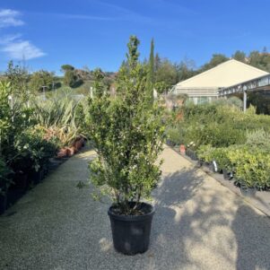 Ilex Crenata Caroline Upright - Pot de 10L - Arbuste de haie - Pépinière Ferriere Fleurs