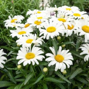 Leucanthemum Maximum ou Marguerite géante - Plantes vivaces - Jardinerie Ferriere Fleurs