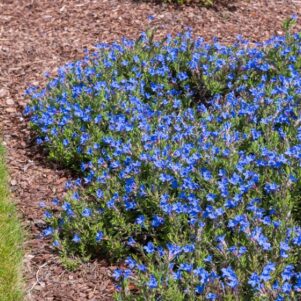 Lithodora diffusa Heavenly Blue en fleurs - Plantes vivaces - Jardinerie Ferriere Fleurs