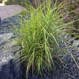 Miscanthus Strictus - Graminées - Jardinerie Ferriere Fleurs