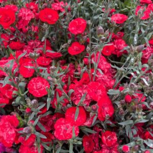 Oeillet de Chine rouge - Plantes fleuries extérieur annuelles - Jardinerie Ferriere Fleurs