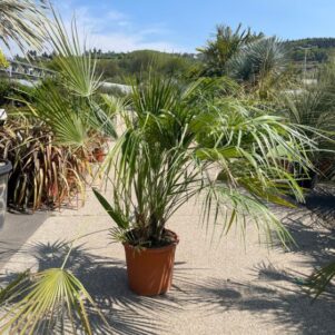 Palmier chamerops humilis - Pot de 10L - Plante méditerranéenne - Pépinière Ferriere Fleurs