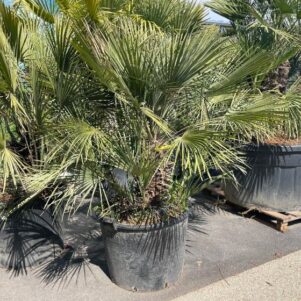 Palmier chamerops humilis - Pot de 120L - Plante méditerranéenne - Pépinière Ferriere Fleurs