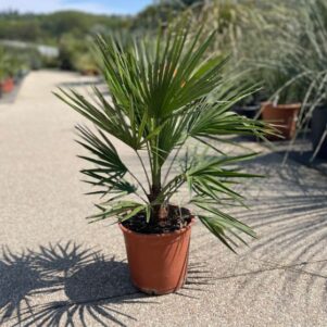 Palmier chamerops humilis - Pot de 3L - Plante méditerranéenne - Pépinière Ferriere Fleurs