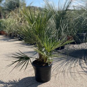 Palmier chamerops humilis - Pot de 7,5L - Plante méditerranéenne - Pépinière Ferriere Fleurs