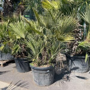 Palmier chamerops humilis - Pot de 80L - Plante méditerranéenne - Pépinière Ferriere Fleurs