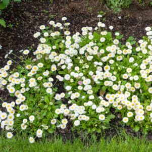 Paquerette blanche - Plante fleurie extérieur annuelle - Jardinerie Ferriere Fleurs