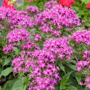 Pentas lanceolata violet - Plante fleurie extérieur annuelle - Jardinerie Ferriere Fleurs