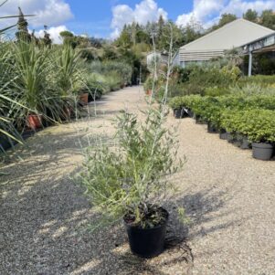 Perovskia Blue Spire - Pot de 3L - Arbuste à fleurs et jolis feuillages - Pépinière Ferriere Fleurs