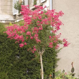 Lilas Des Indes Sur Tige Jardilandnull