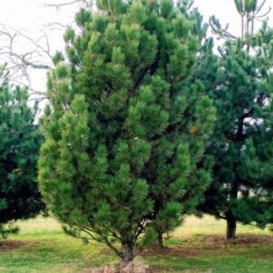 Pinus nigra - Conifère - Pépinière Ferriere Fleurs