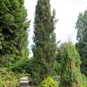 Pinus nigra green tower - Conifère - Pépinière Ferriere Fleurs