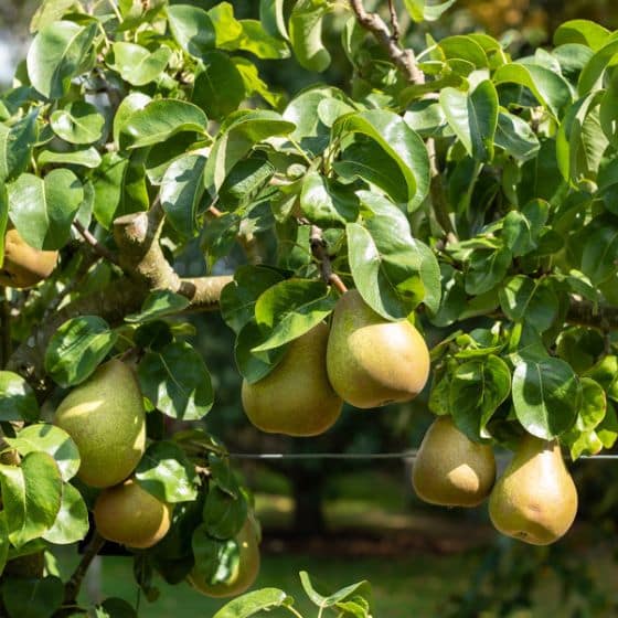 Poirier Beurr Hardy Pyrus Communis