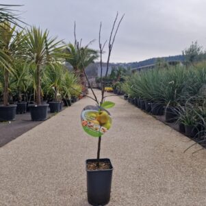 Pommier Golden - Pot de 5 Litres - Pépinière Ferriere Fleurs