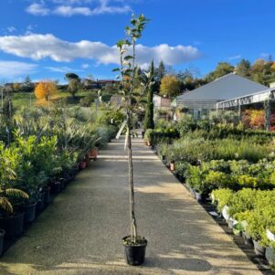 Pommier Golden 1/2 tige - Pot de 10L - Arbre fruitier - Pépinière Ferriere Fleurs