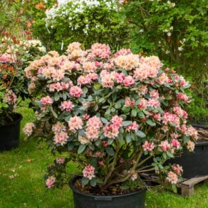 Rhododendron Yakushimanum Percy Wiseman - Arbuste terre de bruyère - Pépinière Ferriere Fleurs