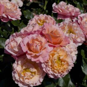 Rosier Marie Curie - Rosier Meilland - Pépinière Ferriere Fleurs