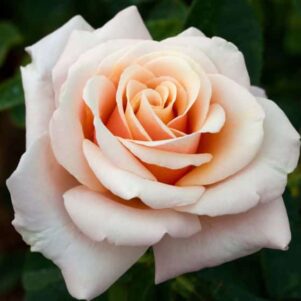 Rosier Paul Ricard - Rosier Meilland - Pépinière Ferriere Fleurs