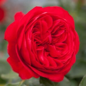 Rosier Rabelais - Rosier Meilland - Pépinière Ferriere Fleurs