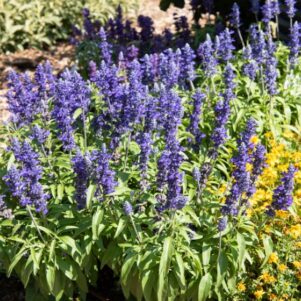 Sauge bleu - Plante fleurie extérieur annuelle - Jardinerie Ferriere Fleurs