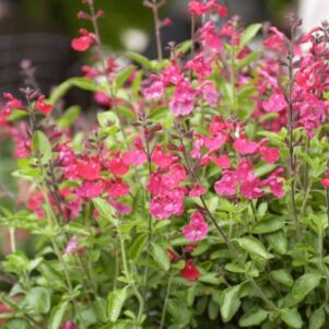 Sauge de Graham ou Sauge à petites feuilles Cerro Potosi - Plantes vivaces - Jardinerie Ferriere Fleurs