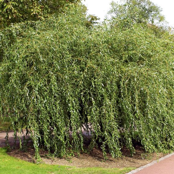 Saule pleureur ❗️500cm❗️ - Jardin & Plantes