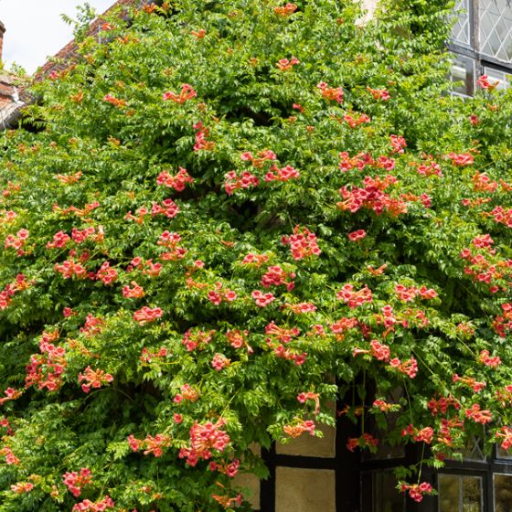 Bignone Capreolata 'Atrosanguinea' - Plante Grimpante Parfumée Chocolat-café, Fleurs Rouge Et Jaune