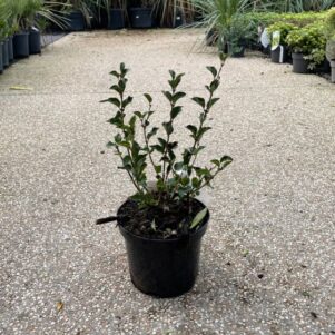 Syringa vulgaris Meyeri Palibin - Pot de 3L - Arbuste à fleurs et jolis feuillages - Pépinière Ferriere Fleurs