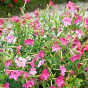Tabac d'ornement rose - Plantes fleuries extérieur annuelles - Jardinerie Ferriere Fleurs