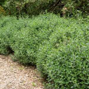 Teucrium Chamaedrys - Arbuste de haie - Pépinière Ferriere Fleurs