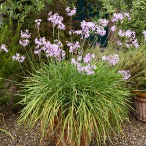 Tulbaghia purple eye - Plante fleurie extérieur annuelle - Jardinerie Ferriere Fleurs