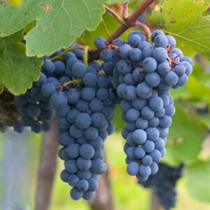 Vigne Maréchal Foch - Vitis vinifera 'Régent'