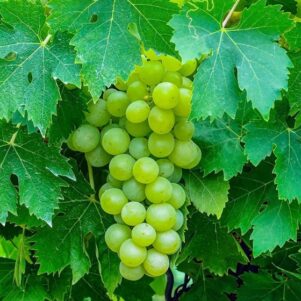 Vigne Perlette sans pépins - Vitis vinifera 'Perlette'