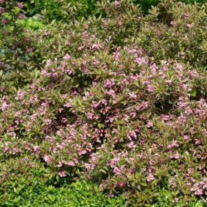 Weigelia stelzneri - Arbuste à fleurs et jolis feuillages - Pépinière Ferriere Fleurs