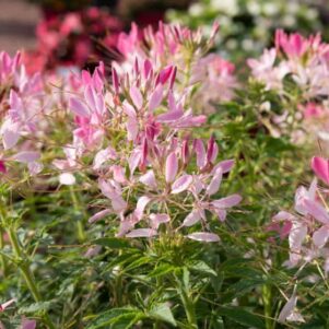 Cleome rose - Jardinerie Ferriere Fleurs