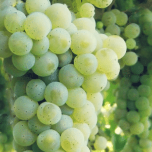 Vigne Johanniter - Pépinière Ferriere Fleurs