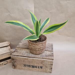 Dracaena Lemon Lime pot de 12 cm - Plantes d'intérieur & Fleurs séchées - Ferrière Fleurs