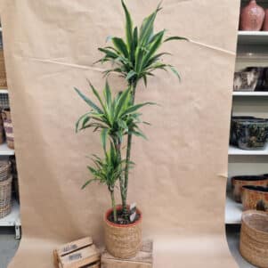 Dracaena Lemon Lime pot de 27 cm - Plantes d'intérieur & Fleurs séchées - Ferrière Fleurs