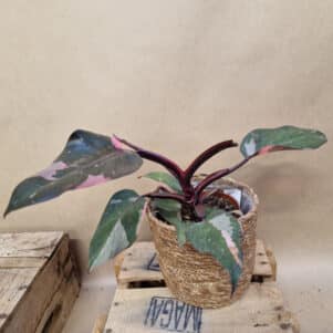 Philodendron Pink Princess pot de 12 cm - Plantes d'intérieur & Fleurs séchées - Ferrière Fleurs