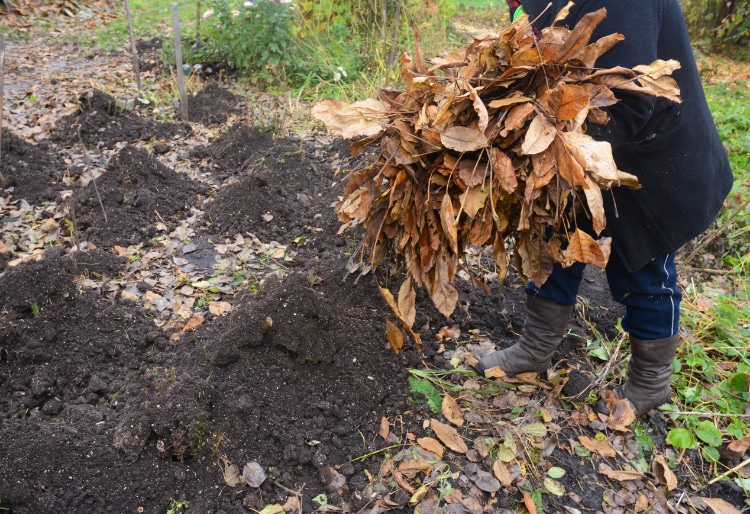Préparer le sol du jardin en hiver - Compost en place - Conseils Ferriere Fleurs
