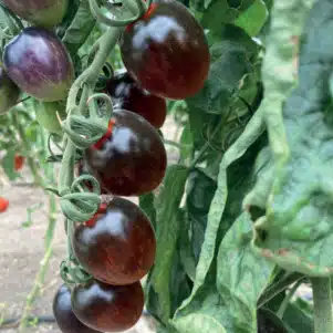 Tomate Black Moon - Tomate cocktail - Plant potager de la Jardinerie Ferriere Fleurs