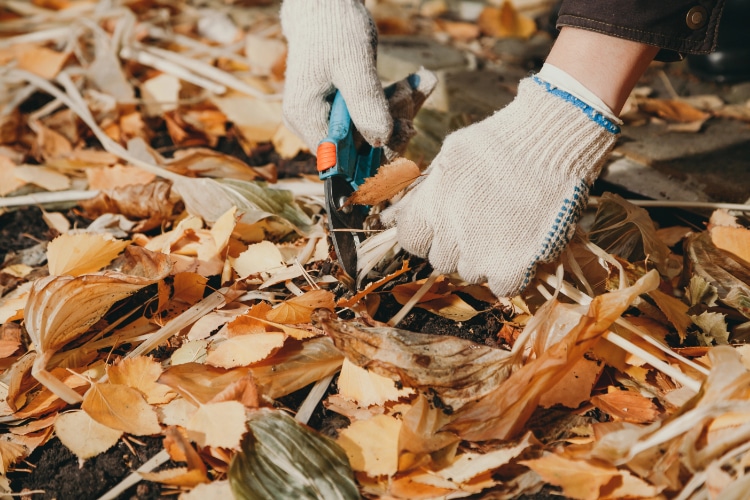Paillis de feuilles mortes - Amendement du sol et protection des plantes contre le froid et la sécheresse - Conseils Jardinage Ferriere Fleurs