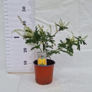Mimosa Acacia Dealbata Le Gaulois pot de 15 cm - Plantes méditerranéennes - Ferriere Fleurs