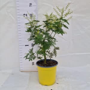 Mimosa Acacia Dealbata Le Gaulois pot de 3L - Plantes méditerranéennes - Ferriere Fleurs