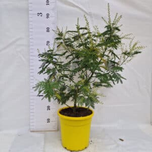 Mimosa Acacia Dealbata Le Gaulois pot de 5L - Plantes méditerranéennes - Ferriere Fleurs