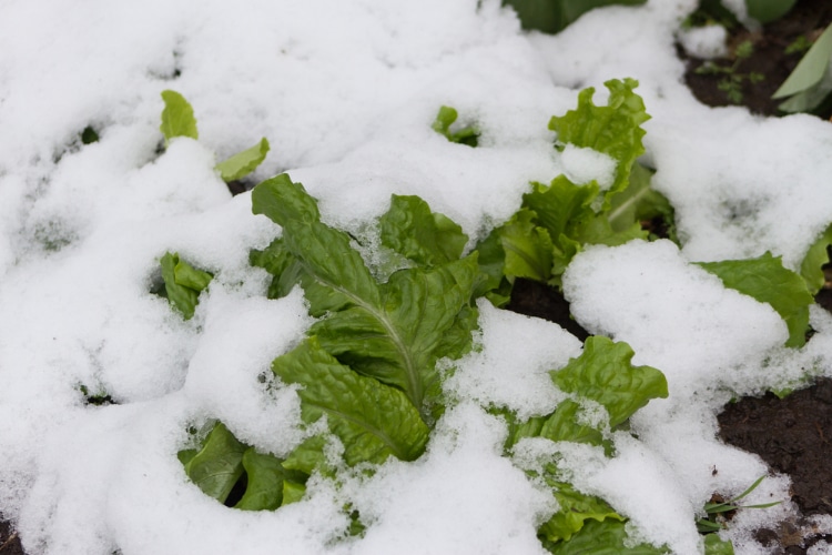 Protéger les plants potagers du froid - Conseils Ferriere Fleurs